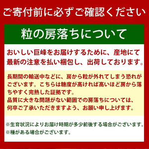 【8・9・12月 全3回】紀州産 巨峰とフルーツ定期便B(巨峰・梨・みかん) 【魚鶴商店】