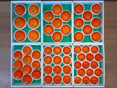 せとか 化粧箱 柑橘の大トロ ハウス せとか 厳選 12玉入