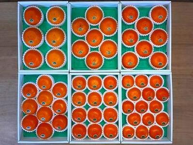 化粧箱 柑橘の大トロ ハウス せとか 厳選 15玉入 高級せとか 小玉 ハウス 温室 化粧箱入り 甘い オレンジ 有田産 和歌山産