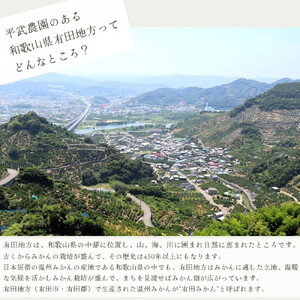 農家直送!なつみオレンジ 10kg 無選別≪秀品・訳あり品・サイズ混合≫【平武農園】~蛍飛ぶ町から旬の便り~