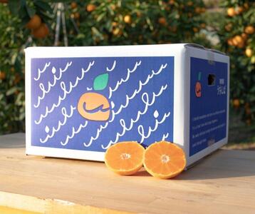 和歌山県産 濃厚な甘さ 有田みかん 3kg 農家直送