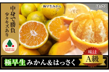 【2625-0036】【定期便2回】【お手頃小箱セット】極早生・有田みかん&手詰はっさく【南泰園】