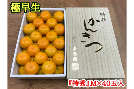 【2625-0054】【極早生・有田みかん】化粧箱『特秀』Mサイズ40玉入【南泰園】