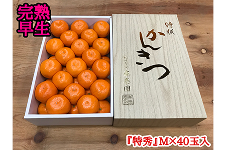 【2625-0066】【完熟早生・有田みかん】化粧箱『特秀』Mサイズ40玉入【南泰園】
