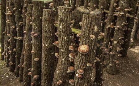 原木生しいたけ約700g 和歌山有田産 ★2025年11月下旬頃より順次発送