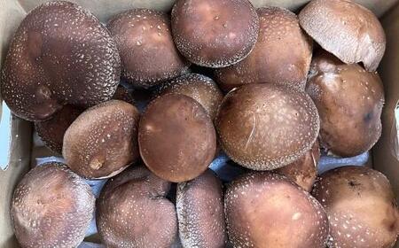 原木生しいたけ約700g 和歌山有田産 ★2025年11月下旬頃より順次発送