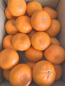 麗紅柑(れいこう)青秀品(家庭用)2S~3Lサイズ 3kg