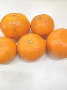 麗紅柑(れいこう)青秀品(家庭用)2S~3Lサイズ 3kg