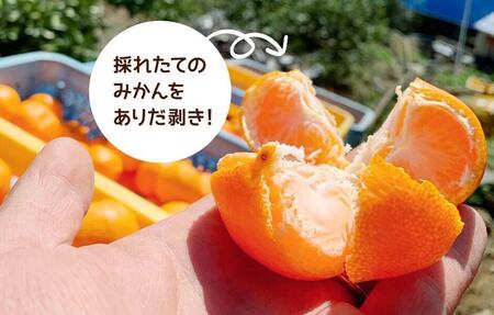 みかん 小玉 有田みかん 約2.3kg  2Sサイズ以下 秀品 優品 混合 家庭用