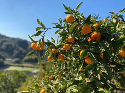 はじめまして 有田みかん  お試し 2kg 和歌山県産 混サイズ ORYY推奨 【先行予約】