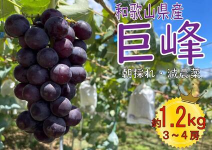 【先行予約】巨峰3～4房 1.2kg   2025年8月下旬発送開始 朝採れ 新鮮 減農薬　和歌山県　巨峰村　農園直送