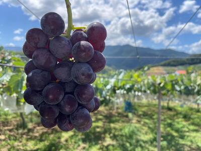 【先行予約】巨峰3～4房 1.2kg   2025年8月下旬発送開始 朝採れ 新鮮 減農薬　和歌山県　巨峰村　農園直送