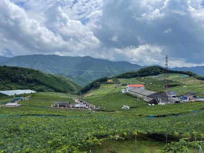 【先行予約】巨峰3～4房 1.2kg   2025年8月下旬発送開始 朝採れ 新鮮 減農薬　和歌山県　巨峰村　農園直送