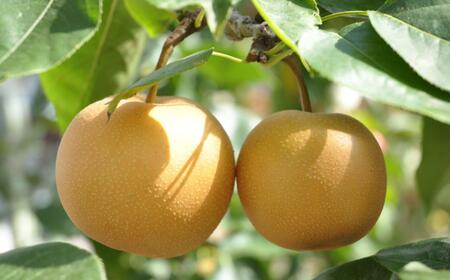 【産直】和歌山有田産の梨約2kg(品種おまかせ)★2026年8月上旬頃より順次発送