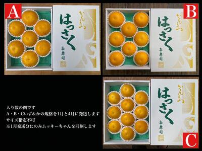 1・4月発送 全2回 定期便 はっさく マニア 貯蔵 ＆ 木成完熟  特秀 7 ～ 10玉  和歌山 有田 南泰園
