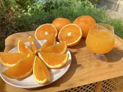 和歌山県産 清見オレンジ 5kg