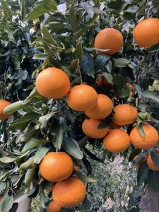 和歌山県産 清見オレンジ 5kg