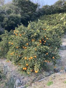 和歌山県産 清見オレンジ 5kg
