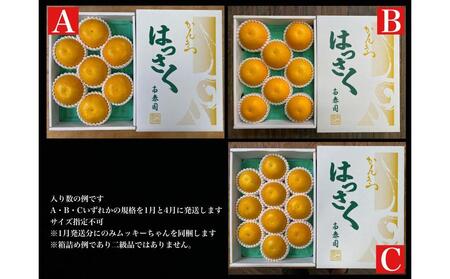 1・4月発送 全2回 定期便 はっさく マニア 貯蔵 ＆ 木成完熟  傷あり 二級品 7 ～ 10玉 化粧箱 和歌山 有田 南泰園