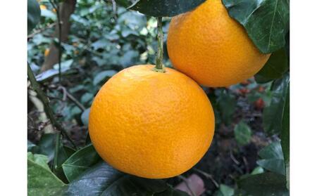 1・4月発送 全2回 定期便 はっさく マニア 貯蔵 ＆ 木成完熟 傷あり 二級品 4 ～ 6玉 手さげ箱 和歌山 有田 南泰園