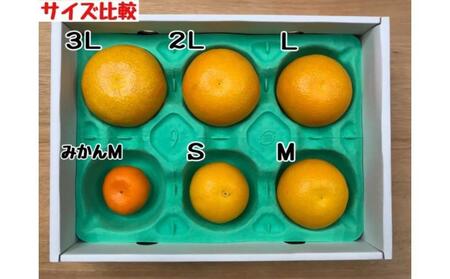 1・4月発送 全2回 定期便 はっさく マニア 貯蔵 & 木成完熟 訳あり傷多め L または M 5.5kg 茶箱 和歌山 有田 南泰園