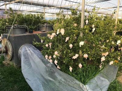 【ふるなびWEEK対象】お試し規格 柑橘の大トロ ハウス せとか ちょっと 傷あり 2玉 または 3玉入 手さげ箱 南泰園 和歌山 有田 FN-Limited-PR