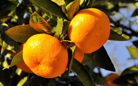 ［秀品］有田のブランドみかん「賢みかん」5kg（サイズおまかせ）［2026年11月中旬頃より順次発送］