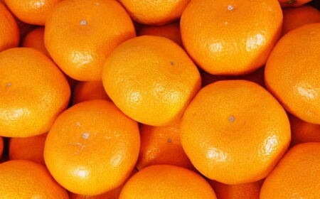 ［秀品］有田のブランドみかん「賢みかん」5kg（サイズおまかせ）［2026年11月中旬頃より順次発送］