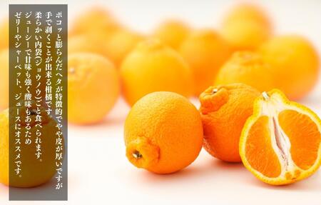 不知火 大玉 どっこいしょ 箱込 10kg (内容量約 9.2kg) 秀優混合 和歌山県産［みかんの会］