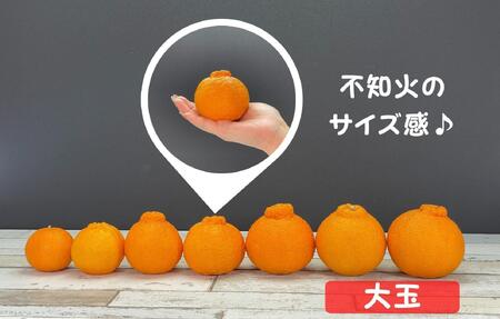 不知火 大玉 どっこいしょ 箱込 10kg (内容量約 9.2kg) 秀優混合 和歌山県産［みかんの会］