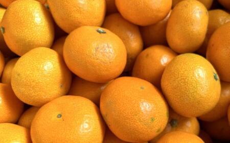 エコファーマーのこだわり 有田みかん 約5kg サイズ混合 秀・優品 ★2025年11月中旬頃より順次発送