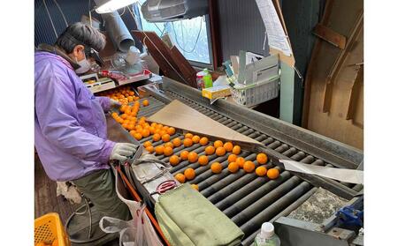 年内発送 完熟早生 有田みかん 特秀 M ~ SS サイズ 3kg 和歌山 南泰園 みかん