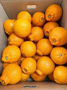 ふるさと納税 日高川町 紀州有田産不知火(しらぬひ) 6kg ふるさと納税 日高川町 紀州有田産不知火(しらぬひ) 6kg