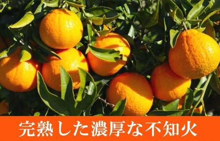 ［ご家庭用訳あり］紀州有田産不知火(しらぬひ) 約3kg［2026年2月中旬以降発送］［先行予約］［UT135w］