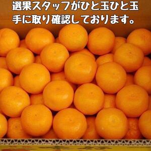 有田みかん 早生S〜Lサイズ混合 約10kg【2025年発送 先行予約】