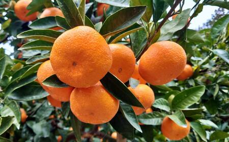 ［秀品］ 和歌山 有田みかん 約10kg 2Lサイズ 2025年11月中旬頃より順次発送