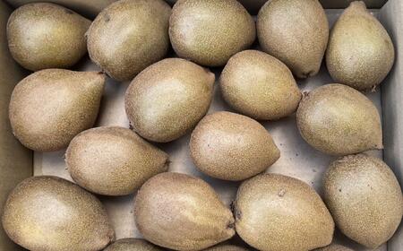 ［数量限定］東京ゴールドキウイ 約2kg サイズ混合★2026年11月中旬から下旬頃発送