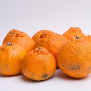 ［先行予約］家庭用 不知火10kg+250g（傷み補償分）［デコポンと同品種・人気の春みかん］［わけあり・訳あり］