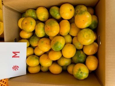 極早生みかん 赤秀品 Мサイズ 5kg