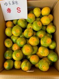 ゆら早生みかん 赤秀品 Sサイズ 5kg