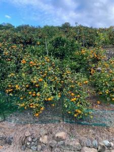 ゆら早生みかん 赤秀品 2Sサイズ 5kg