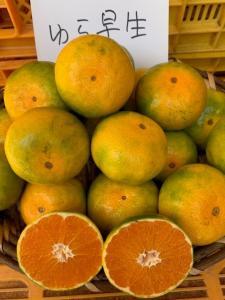 ゆら早生みかん 赤秀品 2Sサイズ 5kg
