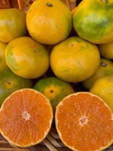 極早生みかん 赤秀品 2Sサイズ 5kg