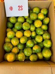 極早生みかん 赤秀品 2Sサイズ 5kg