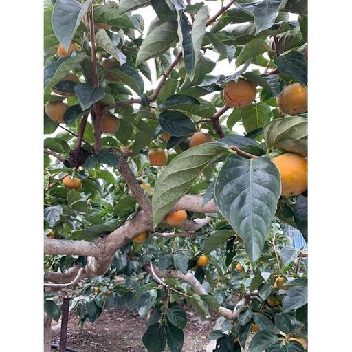 たねなし柿 赤秀品 3Lサイズ 化粧箱