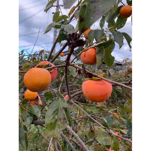 富有柿 赤秀品 3Lサイズ 化粧箱（10個）