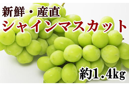 【2625-0219】【先行受付】【新鮮・産直】和歌山有田産シャインマスカット約1.4kg