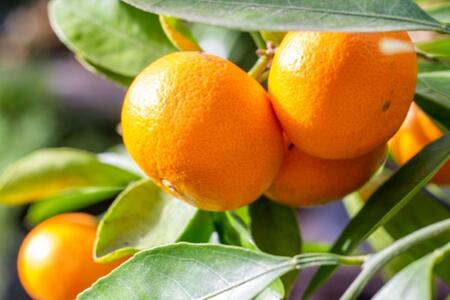 【濃厚・まろやか】有田産樹上越冬完熟みかん約5kg(ご家庭用)★2026年1月下旬頃より順次発送