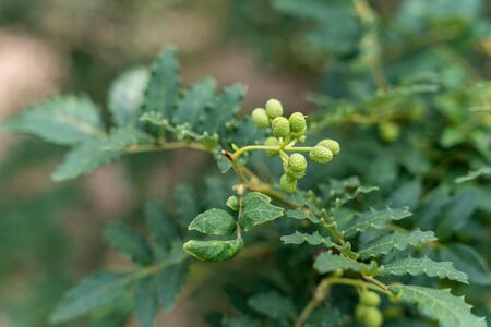山椒の粉 4袋 セット