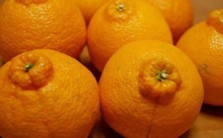 ★2026年2月中旬より発送★ ご家庭用 濃厚 有田の不知火 約4.5kg サイズ混合